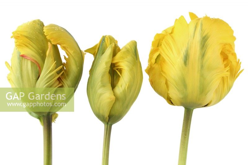 Tulipa 'Eagle Wings' Fleur de tulipe et bourgeons Groupe de perroquets Avril