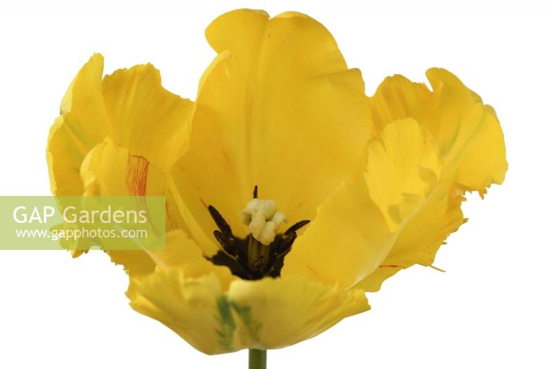Tulipa 'Ailes d'Aigle' Groupe Tulipe Perroquet Avril