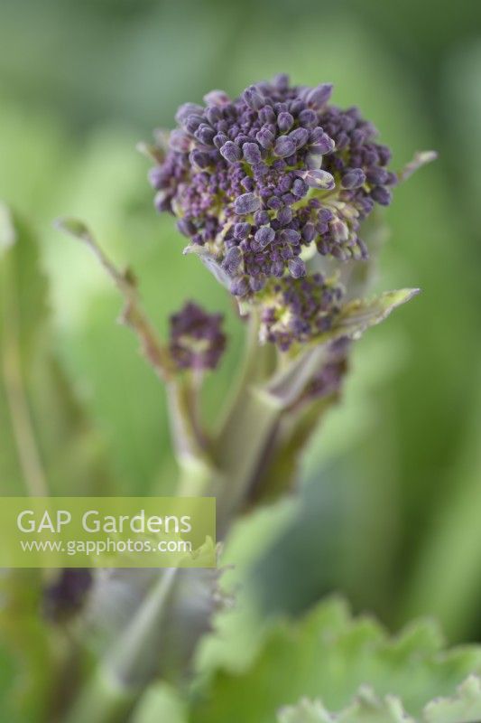 Brassica oleracea Italica Group 'Early Purple Sprouting' Purple Sprouting Brocoli Avril