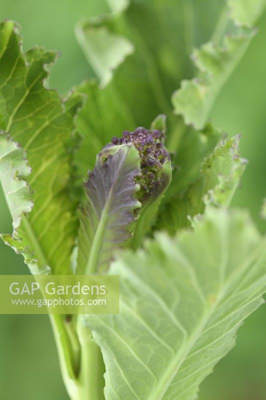 Brassica oleracea Italica Group 'Early Purple Sprouting' Purple Sprouting Broccoli Mars