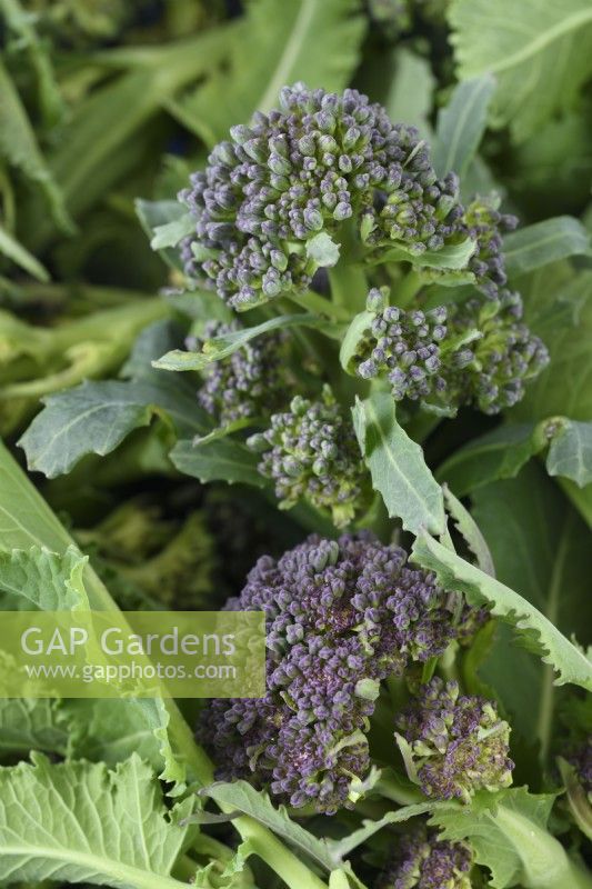 Brassica oleracea Italica Group 'Early Purple Sprouting' fleurons cueillis de Purple Sprouting Broccoli Avril