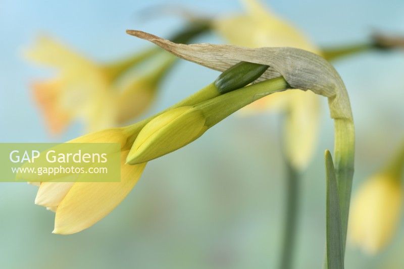Narcissus 'Blushing Lady' Jonquille bouton floral commençant à s'ouvrir Div 7 Jonquilla Avril
