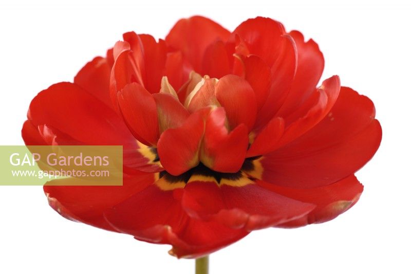 Tulipa 'Miranda' Tulipe Double Tardive Groupe Avril