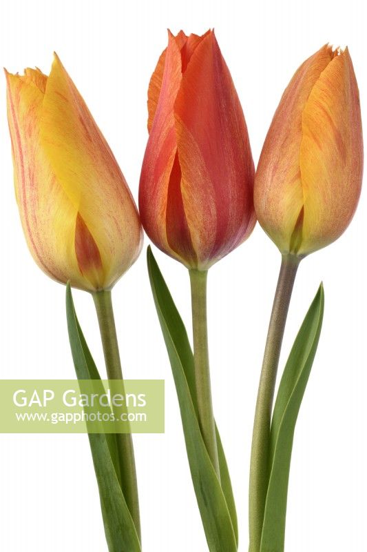Tulipa 'El Nino' Tulipe Unique Tardive Groupe Avril