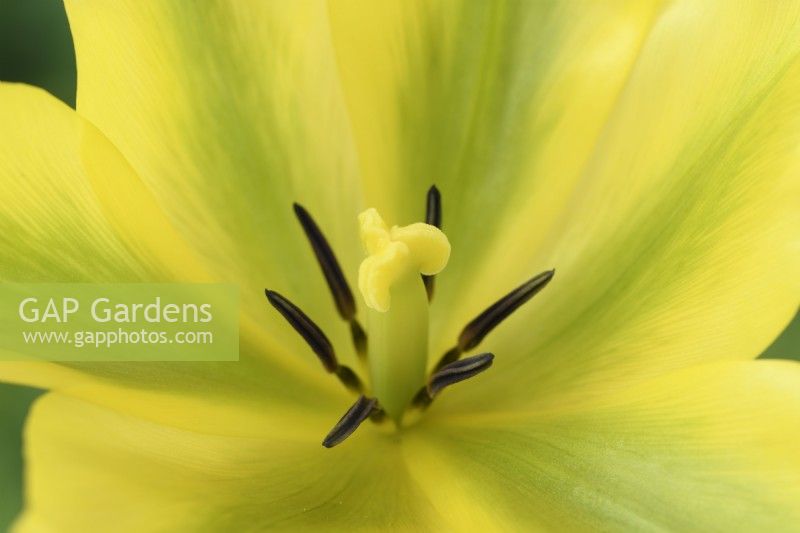 Tulipa 'Formosa' Tulip Viridiflora Groupe Avril