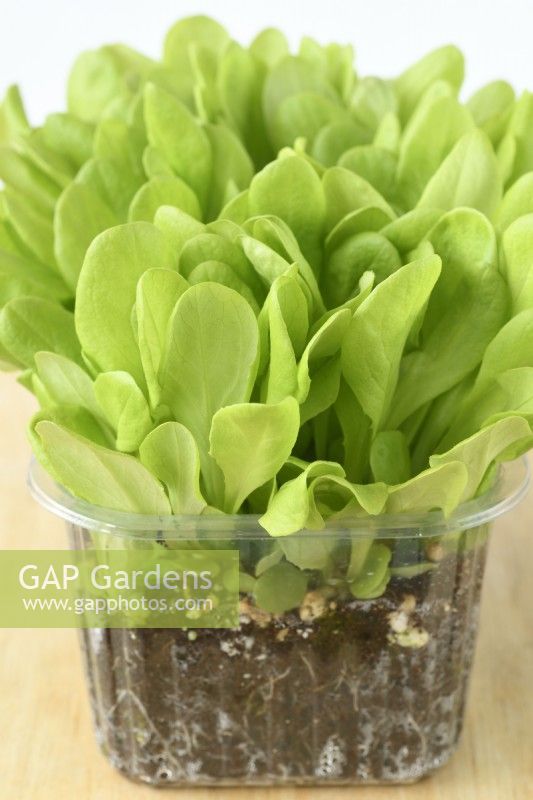 Lactuca sativa 'Gustav's Salad' Les semis de laitue cultivés pour les jeunes feuilles de salade dans un pot en plastique sur le rebord de la fenêtre peuvent