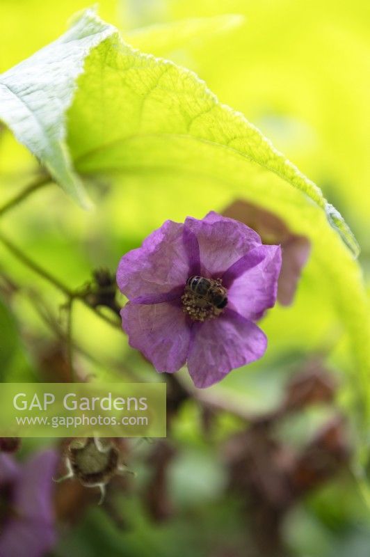 Rubus odoratus framboisier à fleurs violettes