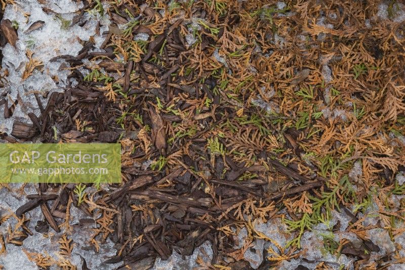 Shedded Thuja occidentalis - Feuilles de cèdre blanc laissées à la base de l'arbre dans un parterre de fleurs bordé de pierre pour se protéger du gel et du froid en hiver.