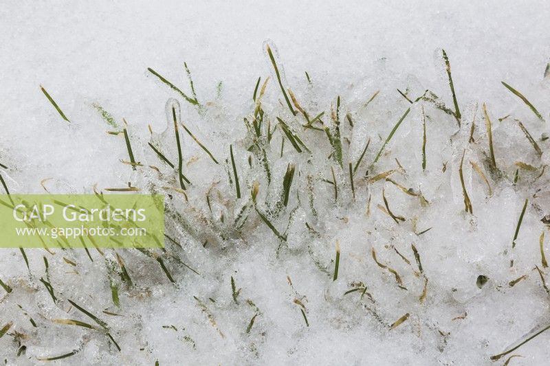 Brins de Poa pratensis - Kentucky Bluegrass émergeant à travers la couche de glace sur la pelouse avec du chaume au début du printemps.