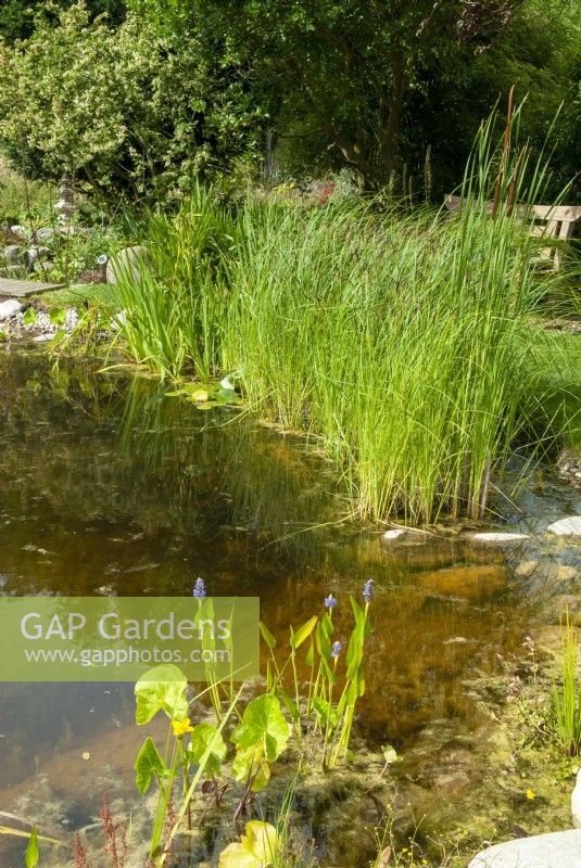 Plantes marginales autour du bord de l'étang de jardin y compris Pontederia cordata et Typha latifolia - Open Gardens Day, Worlingworth, Suffolk