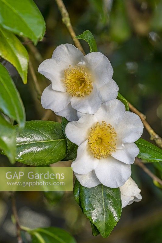 Camellia x williamsii 'Francis Hanger' floraison au printemps - mars