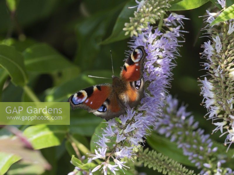 Papillon paon - Aglais io sur fleur d'hébé en été