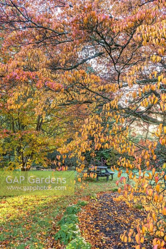 Cornus kousa dans la couleur des feuilles d'automne dans un jardin de campagne informel - octobre