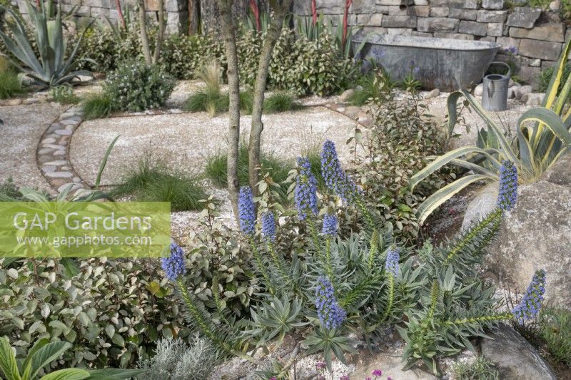 Echium candicans, fierté de Madère dans le jardin HomeAway au RHS Malvern Spring Festival 2023