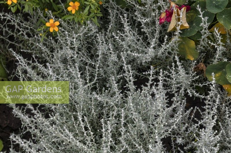 Helichrysum italicum 'Aladin' Usine de curry
