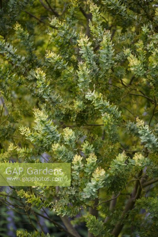Acacia baileyana 'Purpurea' en mai