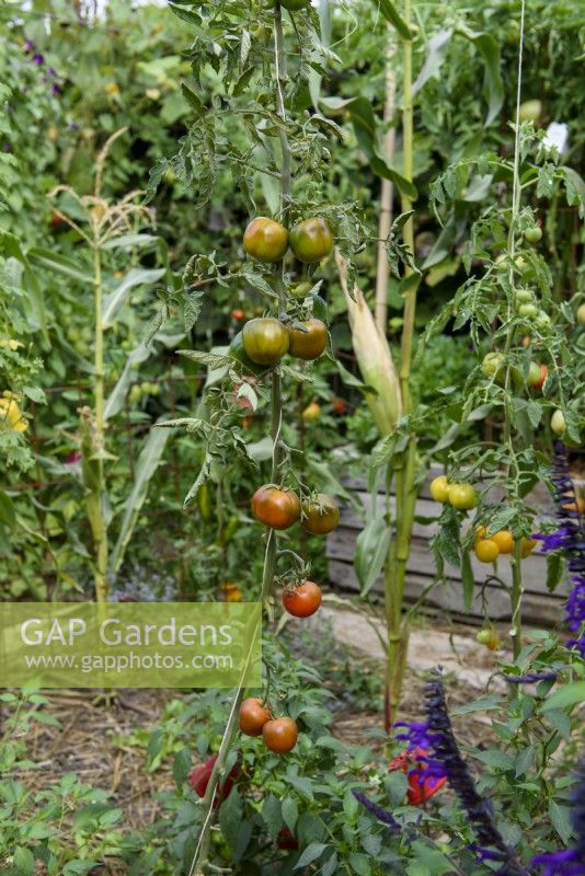 Solanum lycopersicum - Tomate 'Chocoprevia' F1 syn. 'Nerondo' grandit une ficelle