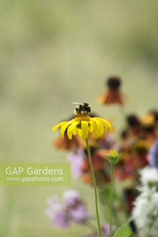 Bourdon sur Doronicum jaune.