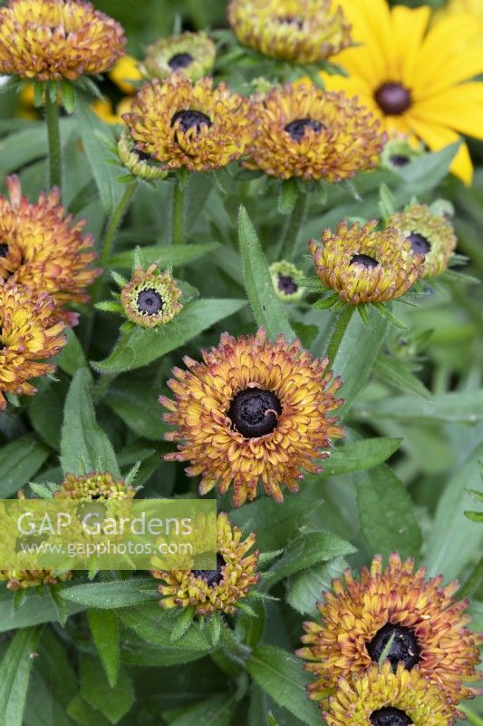 Rudbeckia 'Enchanted Nightfall' - Échinacée