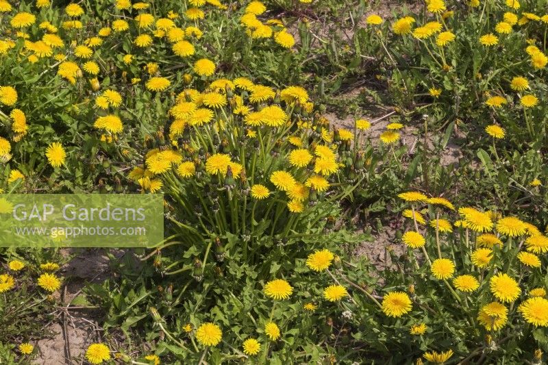 Taraxacum officinale - Fleurs de pissenlit au printemps.