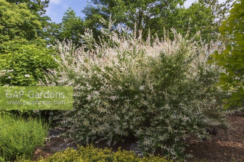 Salix integra 'Hakuro Nishiki' - Arbuste de saule dans un parterre de fleurs mixte au printemps.