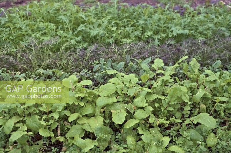 Salades d'hiver semées en octobre d'avant en arrière Radis Raphanus sativus 'China Rose', Brassica oleracea - Sprouting Kale, Mizuna Red Streaked et Green Mizuna - Brassica rapa var. niposinica cultivé sous abri