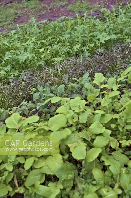 Salades d'hiver semées en octobre d'avant en arrière Radis Raphanus sativus 'China Rose', Brassica oleracea - Sprouting Kale, Mizuna Red Streaked et Green Mizuna - Brassica rapa var. niposinica cultivé sous abri