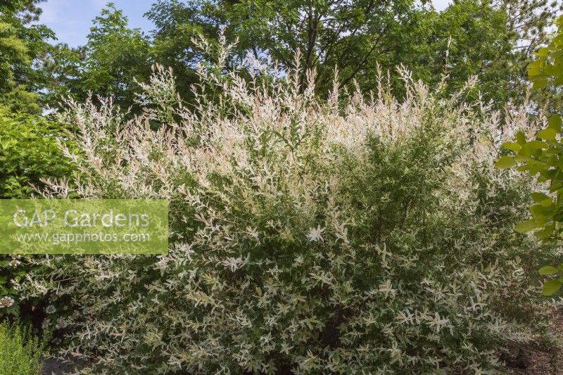 Salix integra 'Hakuro Nishiki' - Arbuste de saule au printemps.