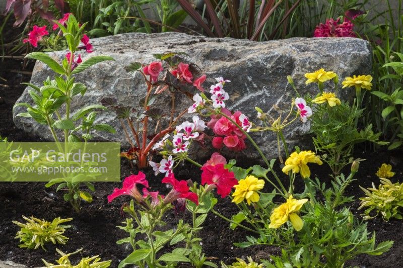 Tagetes jaune - Souci, Pétunia rouge, Begonia rose, Géranium blanc et rose - Géranium sanguin, Nicotiana - Plante de tabac en parterre de fleurs au printemps.