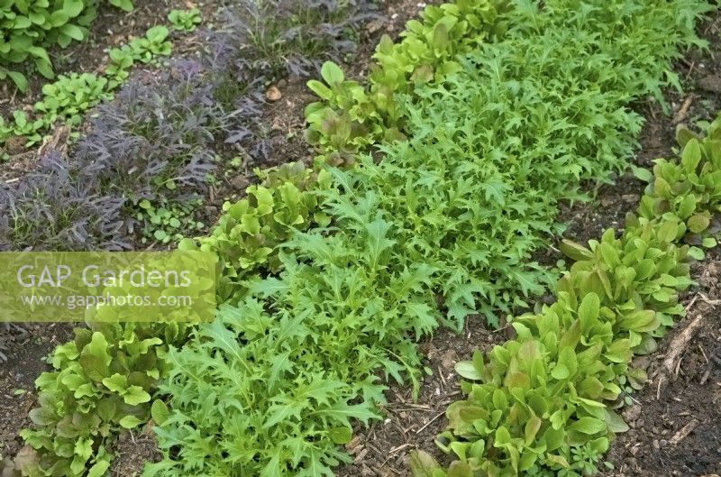 Mizuna - Brassica rapa nipposinica, Rocket - Eruca vesicaria et Laitue - Semis de Lactuca sativa semés en janvier pour la coupe au début du printemps - montrés à la mi-mars