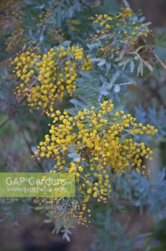 Acacia baileyana 'Purpurea' - l'acacia Cootamundra début mars au Royaume-Uni