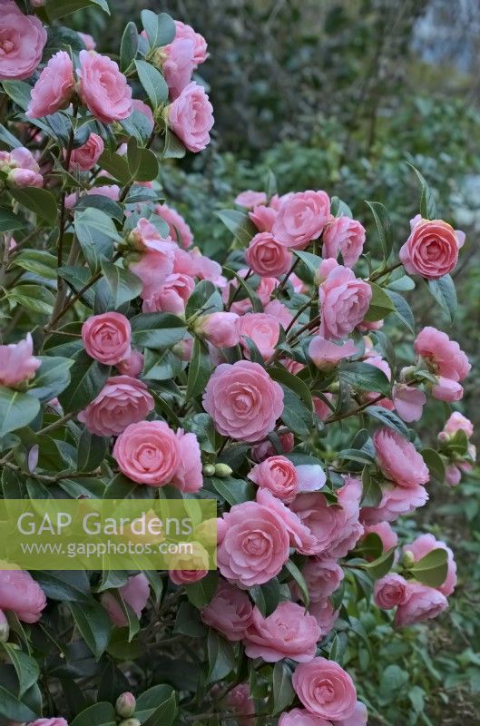 Camellia japonica 'Pink Perfection' début mars