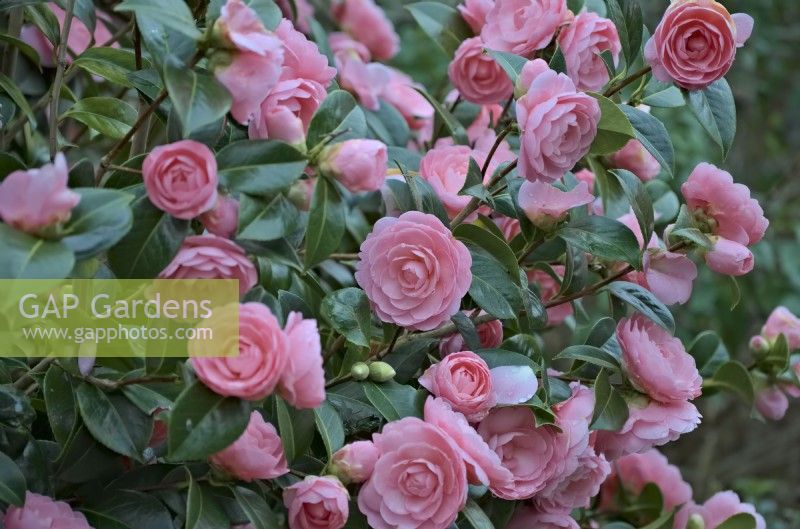 Camellia japonica 'Pink Perfection' début mars