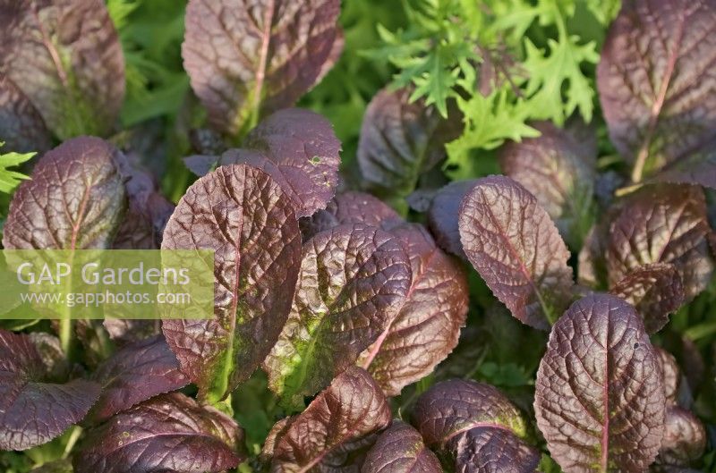 Moutarde Red Lion - Brassica oleracea - Groupe Botrytis - 'Red Lion'