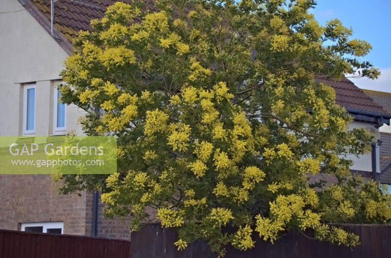 Mimosa - Acacia dealbata en février dans le sud du Royaume-Uni