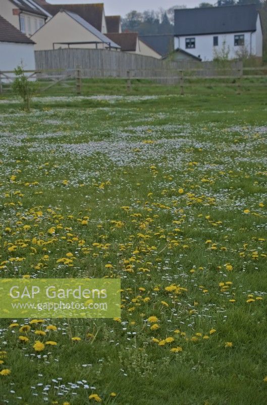 Pissenlits - Taraxacum officinale et marguerites - Bellis perennis dans un habitat d'herbe fauchée de banlieue en avril