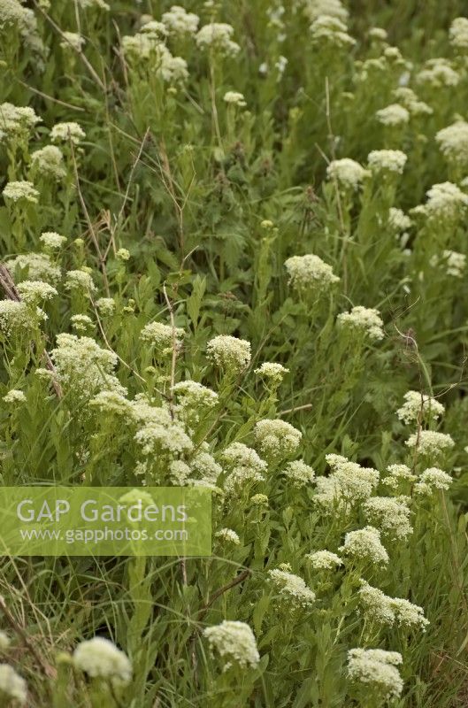 Lepidium draba - whitetop ou cresson cendré ou cresson Thanet poussant dans le Devon, Royaume-Uni