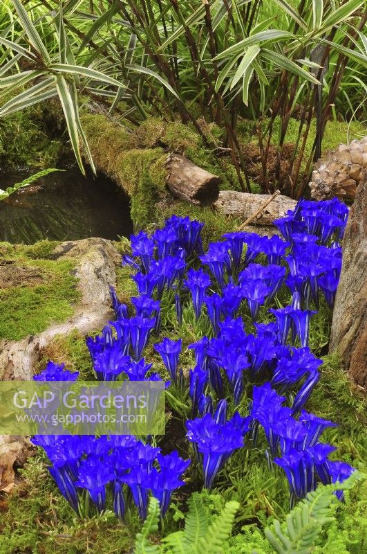 Parterre de fleurs automnales de style boisé avec plantes : Gentiana sino-ornata 'Blue Silk', Carex phyllocephala 'Sparkler', rameaux moussus et souches d'arbres. Octobre