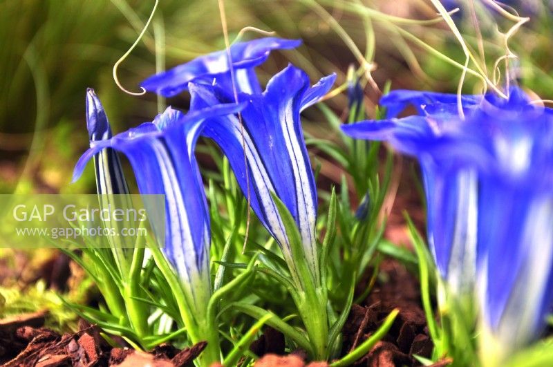 Gentiana 'The Caley'. Grandes fleurs bleues en forme de trompette avec des marques blanches. Octobre