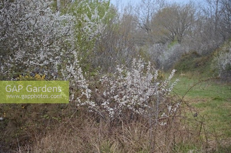 Les fourrés denses de Prunellier - Prunus spinosa sont des habitats de nidification parfaits pour les Rossignols - Luscinia megarhynchos. Dorset, Royaume-Uni