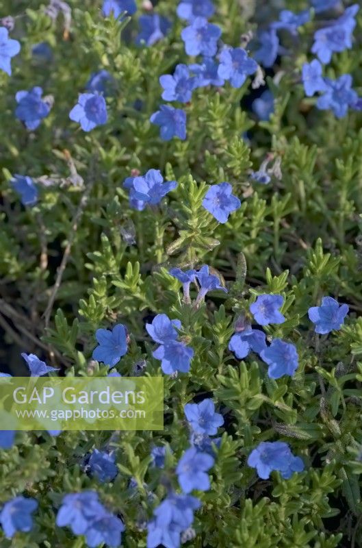 Lithodora diffuse Grace Ward