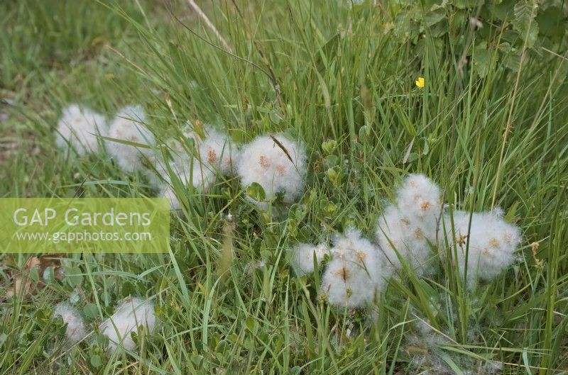 Salix herbacea - saule nain poussant sur la lande