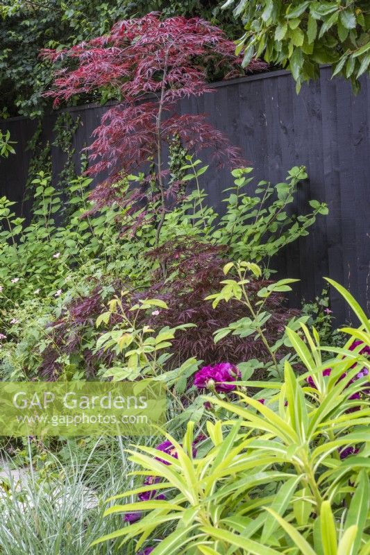 Acer palmatum 'Garnet' dans un parterre de fleurs dans une clôture noire