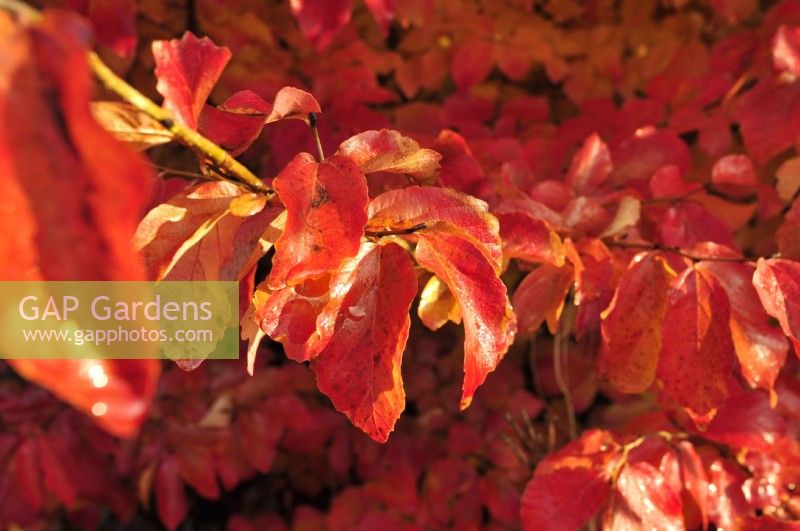 Parrotia persica, bois de fer de Perse, septembre, octobre