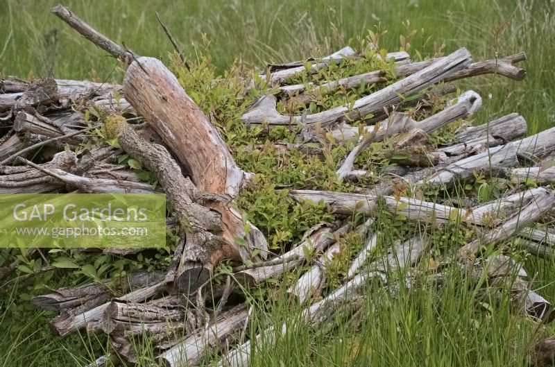 Un tas de Salix - billes de saule empilés pour fournir un habitat et pourrir lentement commence à repousser