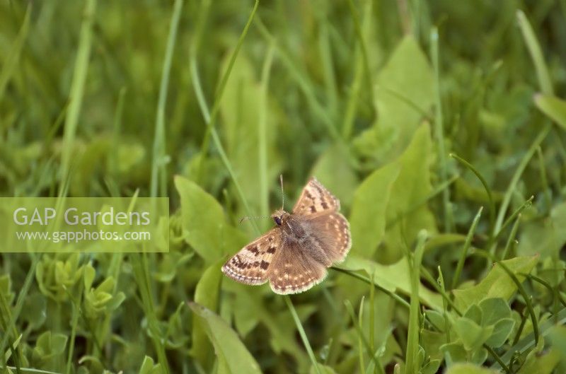 Dingy Skipper papillon - Erynnis tages sur les prairies riches en espèces
