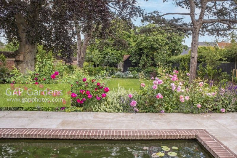 Vue sur terrasse en grès avec piscine et parterre de fleurs avec David Austin roses, Ballota et lavande à pelouse et jardin blanc