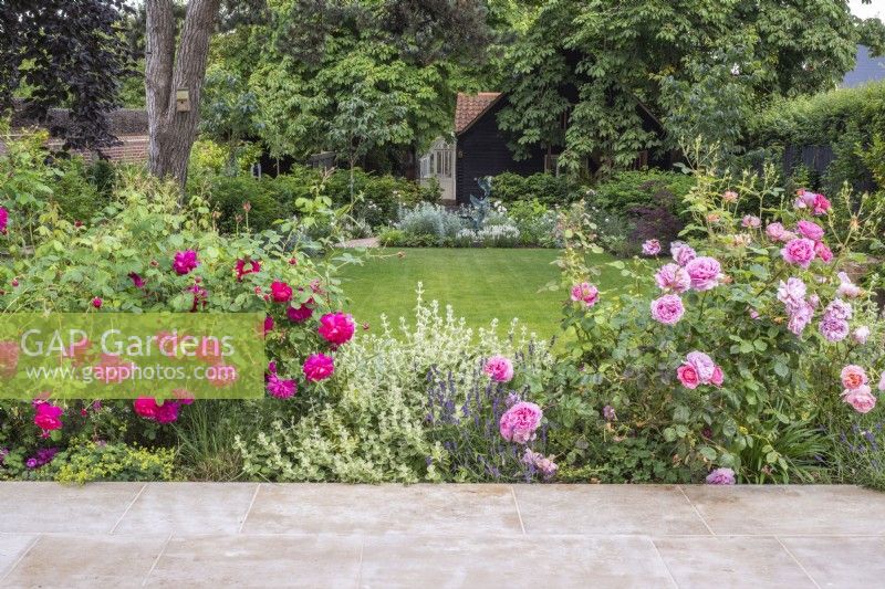 Terrasse parterre de roses David Austin avec Ballotta et lavande et vue sur la pelouse et le jardin blanc
