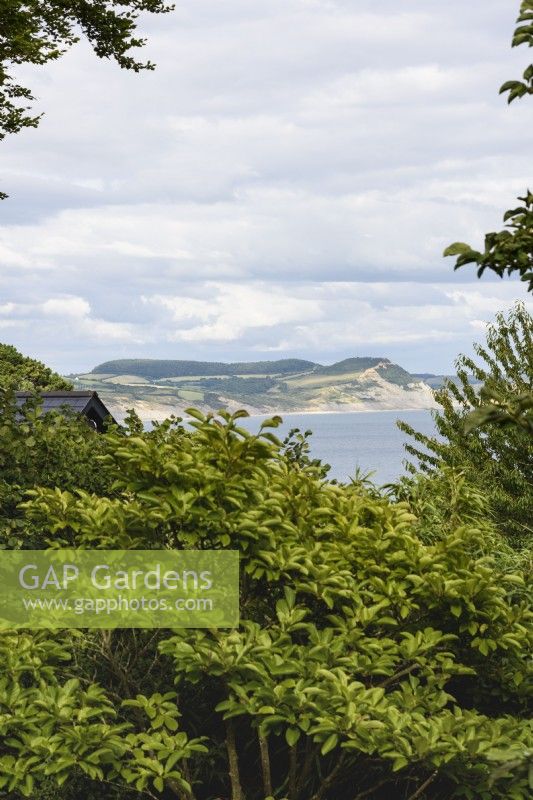 Avis de Golden Cap à partir d'un jardin côtier du Dorset en juillet