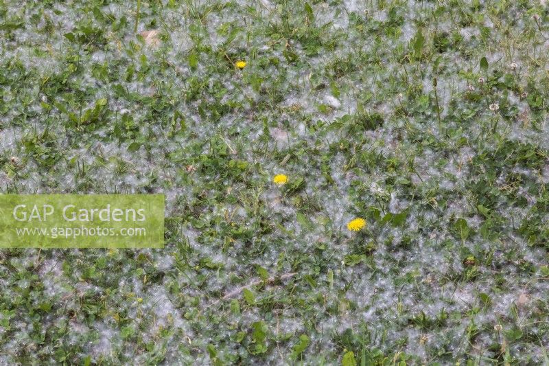 Taraxacum officinale - Les plantes de pissenlit et les graines libérées par le vent se sont accumulées sur la pelouse recouverte de plantes indésirables au printemps.